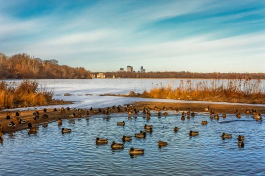Lake Harriet in Minneapolis, Minnesota with Ducks in Foreground, downtown in Background.