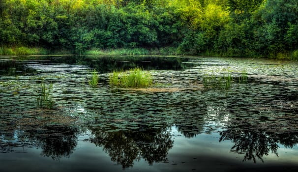 Wetlands in Minnesota Offer Habitat for Wildlife.