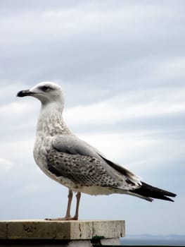 Seagull's detail on a balcony.







Seagull