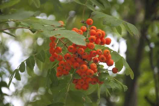 Pyracantha Firethorn Orange Berries in Switzerland