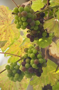 A bunch of grapes at a vineyard