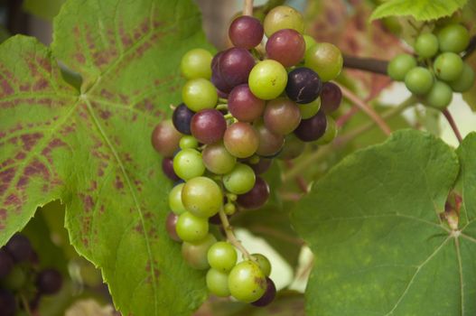 A bunch of grapes at a vineyard