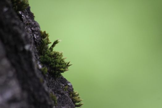 Macro of green moss on an old tree
