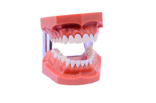 Teeth model.