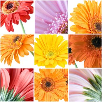 different colour gerberas - collage