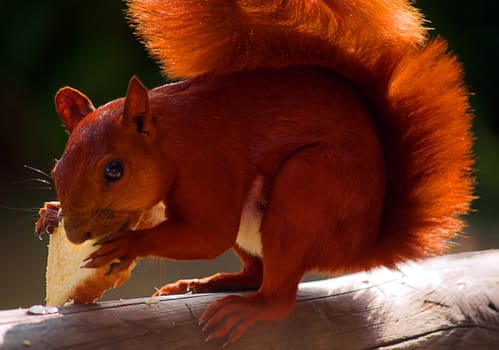 A red squirrel eating cornbread.