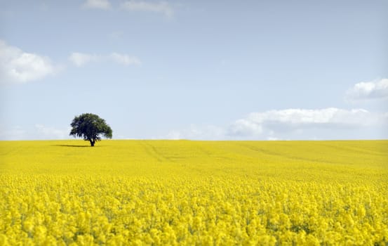 isolated tree surrounded by rapeseed,