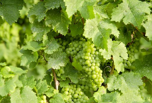 bunches of grapes in a vineyard