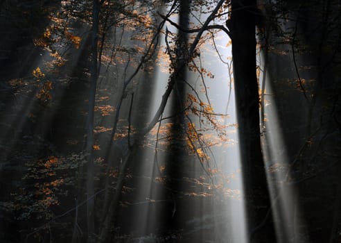 misty forest and sunbeams