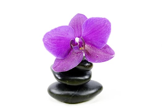 orchid flower on a stack of pebble ,white background