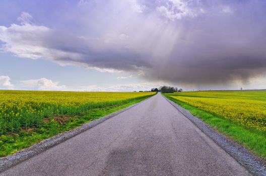 empty countryside road between rapeseed fields under cloudy ,stormy sky