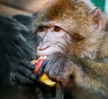 monkey eating an apple close up