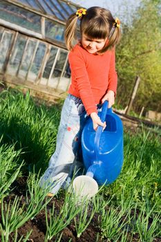 Little girl is watering onion from can on the vegetable garden in spring