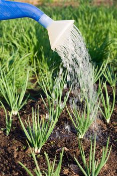 Spring onion is watered from can on the vegetable patch