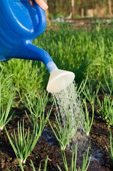 Spring onion is watered from can on the vegetable patch close-up