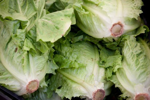 Fresh vegetarian heads of organic greenery cabaage close-up