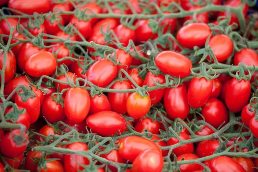 Bunches of fresh ripe red cherry tomatoes plum shape close-up