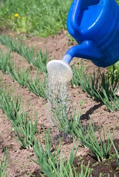 Sprout of spring onion is watered from can on the vegetable patch