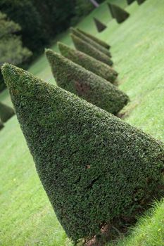 Group of evergreen pruned cone European box tree bushes or conifers on grass in cultivated park on the forest background