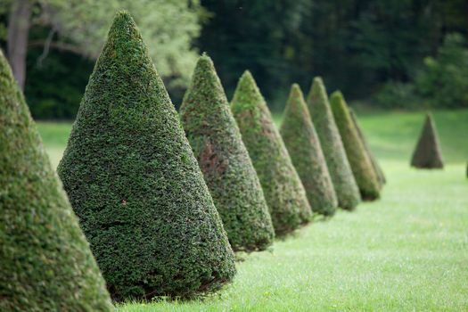 Group of evergreen pruned cone European box tree bushes or conifers on grass in cultivated park on the forest background