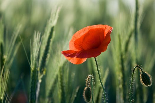 Ear of cereals, poppyheads and one red poppy close-up on the cereal field background