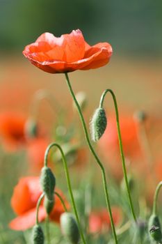 Red poppy and poppyheads on the poppy flowering meadow background