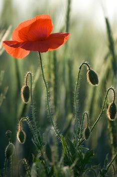 One red poppy and poppyheads into the young cereals