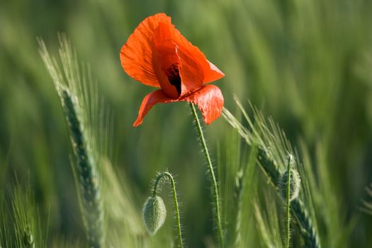 Ear of cereals, poppyheads and one red poppy close-up on the cereal field background