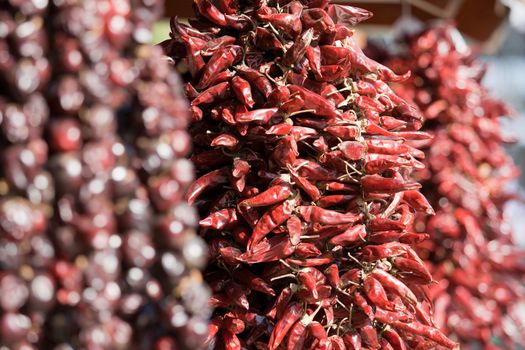 Bundles of dried red hot chili pepper on market