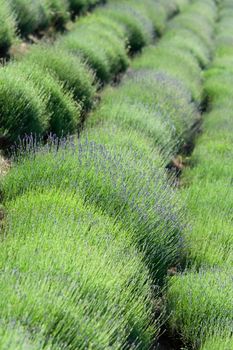 Diagonal rows of flowering lavender plantation