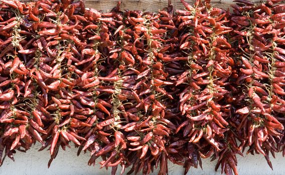 Bundles of dried red hot chili pepper in horizontal row on the white wall background