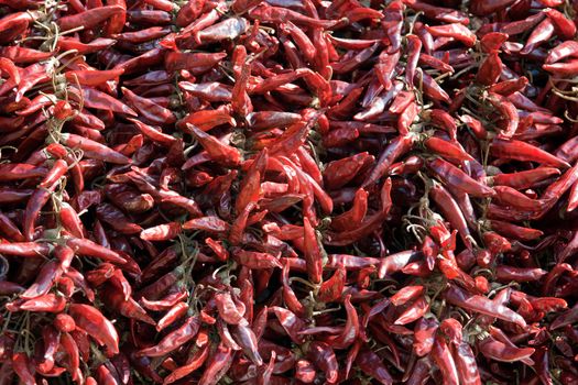 Bundles of dried red hot chili pepper