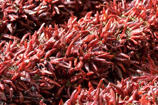 Bundles of dried red hot chili pepper on market