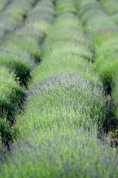 Flowering lavender rows on the plantation