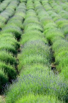 Flowering lavender field in spring