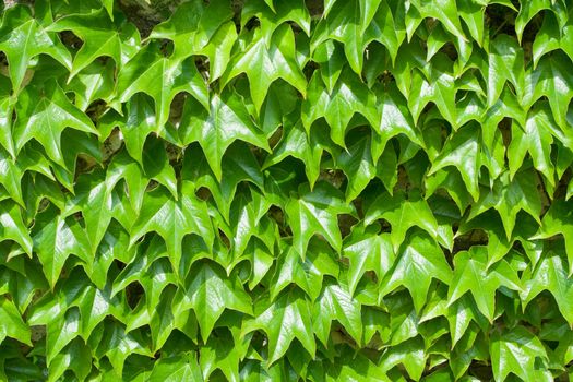 Folliage pattern of fresh green climbing ivy leaves close-up on the wall