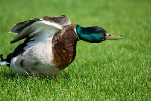 Wild duck on the green field is going to take off