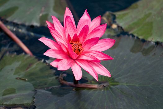 One pink water lily Nymphaea on the lake surface