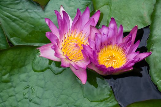 Two violet water lilies Nymphaea on the lake surface