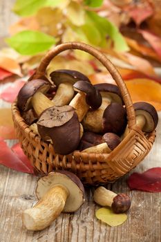 Group of woods edible mushrooms in woven basket on the wooden country table with autumn yellow abscissed leaves on the background