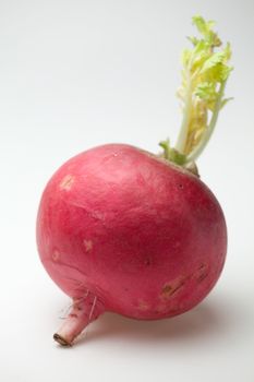 One ripe red radish root  with green sprout on the white background