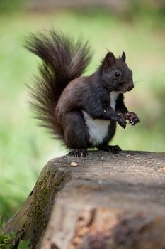 Gray fur squirrel with fluffy tail close-up is sitting on the stump on green grass background