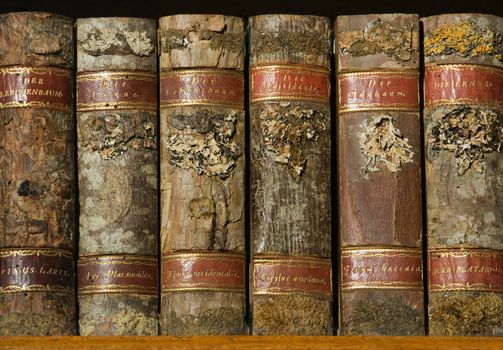 Xylotheca collection of wooden old books at the shelf in library