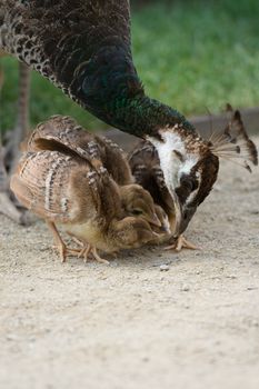 Mother bird peafowl is teaching and feeding her chicks in the park