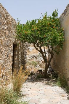 Flowering green straggled tree growing on narrow abandoned street of between stone walls of old houses in ancient town