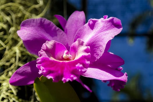 Pink and blue. Orchidaceae. Thailand.