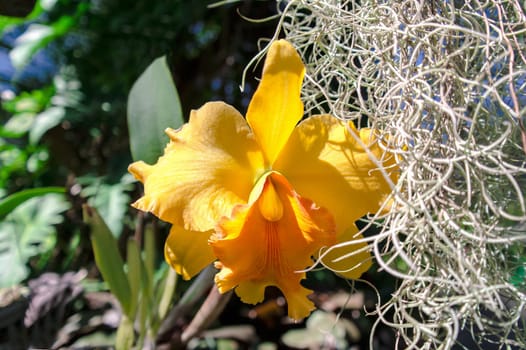 Orange Orchid. In the gardens of Thailand.