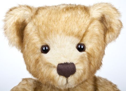 A traditional Teddy Bear on a white background.