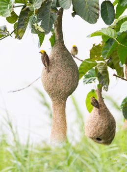 Baya weaver bird nest at a branch of the tree