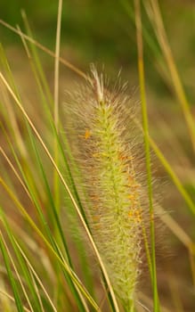 Pennisteum alopecuroides fountain grass swamp foxtail australian native flower